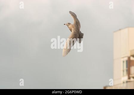 Wassermöwe (Larus hyperboreus) im ersten Wintergefieder im Flug in einem Hafen Stockfoto