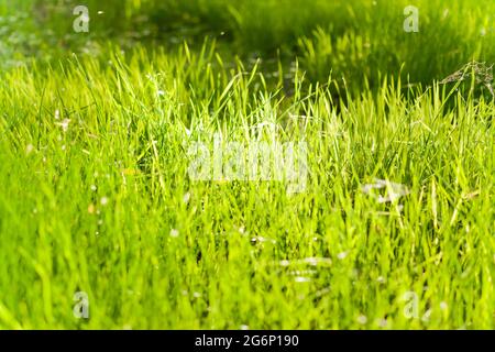 Grünes saftiges junges Gras aus der Nähe. Als Textur oder Hintergrund verwenden Stockfoto