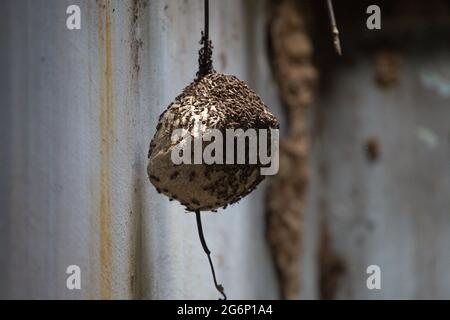 Nahaufnahme von Wespennest mit Wespen, die vor leerem Hintergrund hängen Transpantaneira, Pantanal, Brasilien. Stockfoto