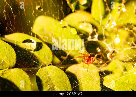Eine kleine Spinne in einem Spinnennetz aus grünem Laub. Regentropfen Stockfoto