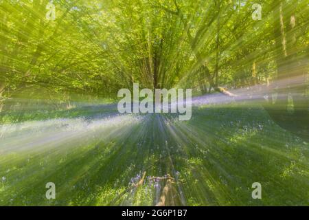 Das Bild zeigte die fotografischen Techniken der absichtlichen Kamerabewegung ICM mit Zoom Unschärfe eines Hazel Wood und Fields of Bluebells. Stockfoto