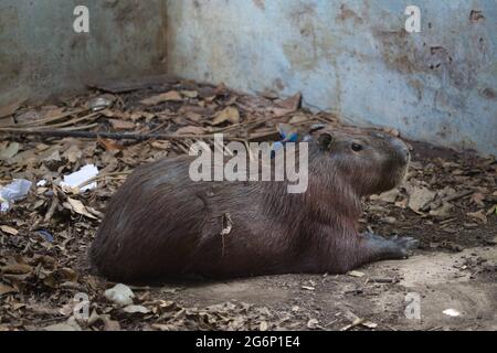 Nahaufnahme auf dem Porträt von Capybara (Hydrochoerus hydrochaeris) im verlassenen Gebäude Transpantaneira, Pantanal, Brasilien. Stockfoto