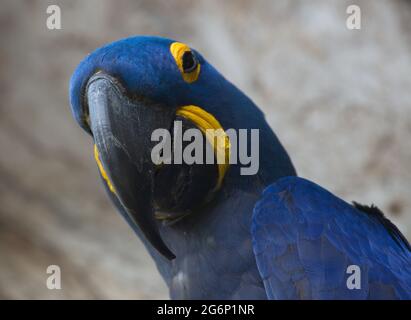 Nahaufnahme des blauen Hyazinthara (Anodorhynchus hyacinthus) beim Betrachten der Kamera Transpantaneira, Pantanal, Brasilien. Stockfoto