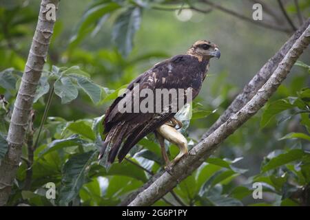 Nahaufnahme des Goldenen Adlers (Aquila chrysaetos) im Baum sitzend mit Fischen in Krallen Transpantaneira, Pantanal, Brasilien. Stockfoto