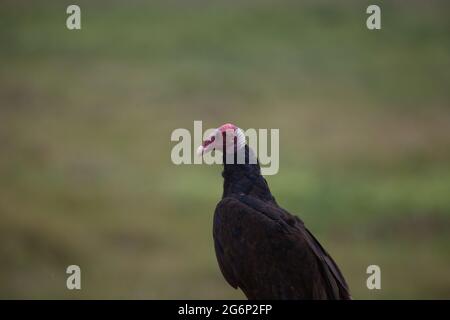 Nahaufnahme Porträt des Türkeigeiers (Cathartes Aura) Transpantaneira, Pantanal, Brasilien. Stockfoto