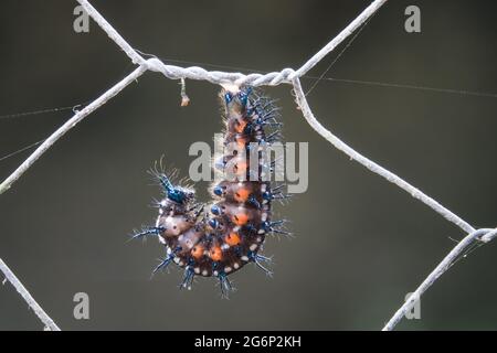 Die Raupe des australischen Flugblatt-Schmetterlings (Doleschallia bisaltide) beginnt sich zu einer Chrysalis am Zaun zu bilden. Fotografiert in Cow Bay, Daintree, F Stockfoto