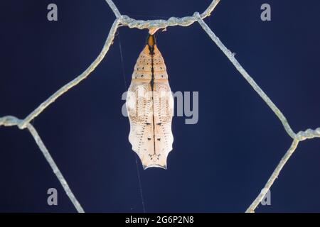 Chrysalis des australischen Flugblattes (Doleschallia bisaltide) am Zaun. Fotografiert in Cow Bay, Daintree, Far North Queensland, Australien. Stockfoto