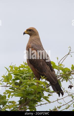 Nahaufnahme Porträt des Goldenen Adlers (Aquila chrysaetos) stehend aufrecht im Baum Transpantaneira, Pantanal, Brasilien. Stockfoto