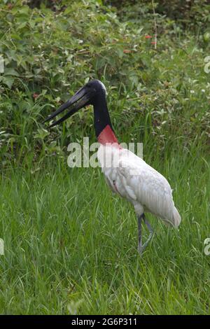 Nahaufnahme des Jabiru Storchs (Jabiru mycteria) beim Spaziergang im grünen Sumpf Transpantaneira, Pantanal, Brasilien. Stockfoto