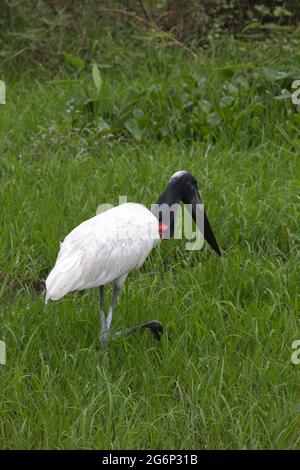 Nahaufnahme des Jabiru Storchs (Jabiru mycteria) beim Spaziergang im grünen Sumpf Transpantaneira, Pantanal, Brasilien. Stockfoto