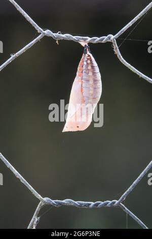 Neu gebildete Chrysalis des australischen Flugblattes (Doleschallia bisaltide) am Zaun. Fotografiert in Cow Bay, Daintree, Far North Queensland, Au Stockfoto