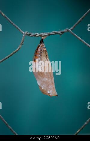 Neu gebildete Chrysalis des australischen Flugblattes (Doleschallia bisaltide) am Zaun. Fotografiert in Cow Bay, Daintree, Far North Queensland, Au Stockfoto