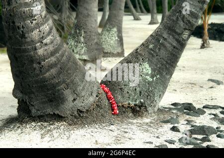 Ein ausgeworfener rosa Plumeria lei liegt zwischen den Stämmen zweier großer Palmen im Puuhonua o Honaunau National Historical Park auf der Großen Insel Haw Stockfoto