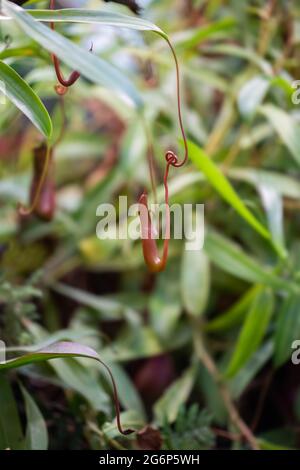 Nepenthes fleischfressende tropische Pflanze, die an einem Baum im Gewächshaus auf einem verschwommenen Hintergrund mit selektivem Fokus hängt. Das Bild wurde im aufgenommen Stockfoto