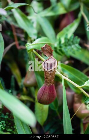Nepenthes fleischfressende tropische Pflanze, die an einem Baum im Gewächshaus auf einem verschwommenen Hintergrund mit selektivem Fokus hängt. Das Bild wurde im aufgenommen Stockfoto