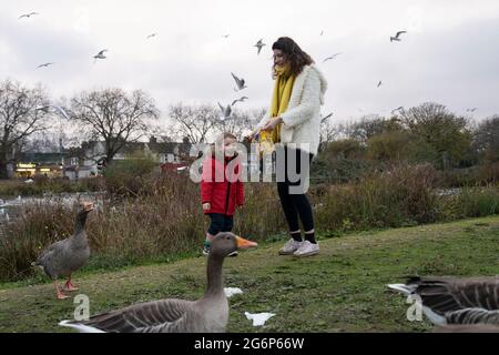 Ein kleiner Junge füttert Gänse und Enten mit seiner Mutter an einem Teich in London Stockfoto