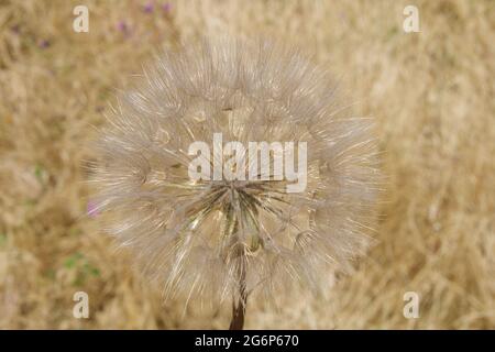 Riesiger, flauschiger Dandelionkopf in der Natur Stockfoto