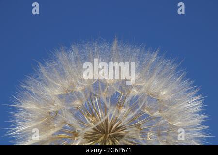 Riesiger, flauschiger Dandelionkopf in der Natur Stockfoto