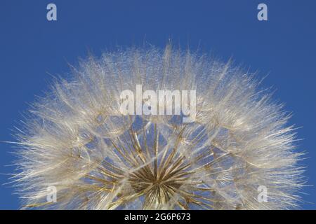 Riesiger, flauschiger Dandelionkopf in der Natur Stockfoto