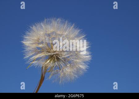 Riesiger, flauschiger Dandelionkopf in der Natur Stockfoto