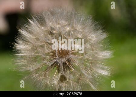 Riesiger, flauschiger Dandelionkopf in der Natur Stockfoto