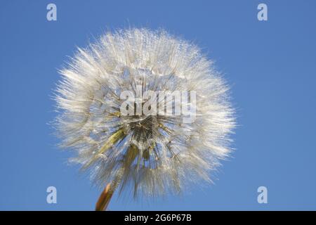 Riesiger, flauschiger Dandelionkopf in der Natur Stockfoto