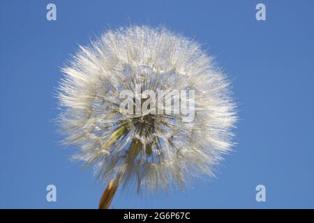 Riesiger, flauschiger Dandelionkopf in der Natur Stockfoto