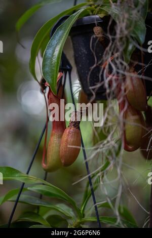 Nepenthes fleischfressende tropische Pflanze, die an einem Baum im Gewächshaus auf einem verschwommenen Hintergrund mit selektivem Fokus hängt. Das Bild wurde im aufgenommen Stockfoto