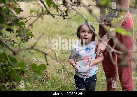 Ein Kind pflückt mit seiner Mutter Brombeeren Stockfoto