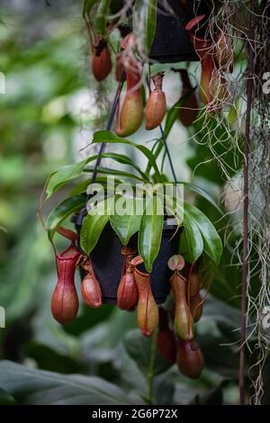 Nepenthes fleischfressende tropische Pflanze, die an einem Baum im Gewächshaus auf einem verschwommenen Hintergrund mit selektivem Fokus hängt. Das Bild wurde im aufgenommen Stockfoto