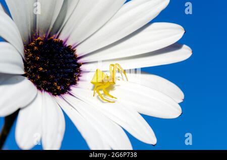 Krabbenspinne (Thomisus onustus) auf einer weißen Blume gegen den blauen Himmel Stockfoto