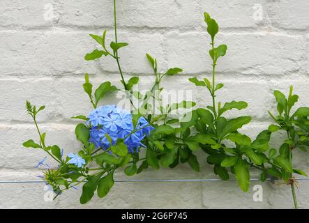 Ein einziger Blütenstand der blauen Jasminpflanze, die im Juli an der Wand eines der Glashäuser im ummauerten Garten bei RHS Bridgewater Salford, Großbritannien, wächst. Stockfoto