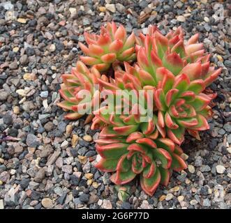 Makroaufnahme eines roten und grünen saftigen Echeveria, der im Juli in einem Gewächshaus wächst. Stockfoto