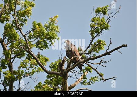 Golden Eagle ruht auf einem hohen Baum im ländlichen Ohio, USA Aquila chrysaetos Stockfoto