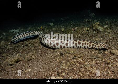 Tiger Snake Eel im Roten Meer bunte und schöne, Eilat Israel Stockfoto