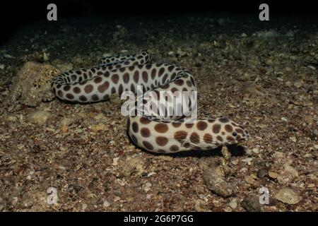 Tiger Snake Eel im Roten Meer bunte und schöne, Eilat Israel Stockfoto