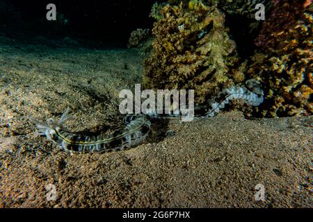 Tiger Snake Eel im Roten Meer bunte und schöne, Eilat Israel Stockfoto