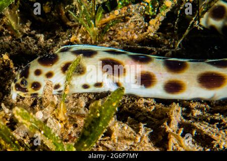 Tiger Snake Eel im Roten Meer bunte und schöne, Eilat Israel Stockfoto