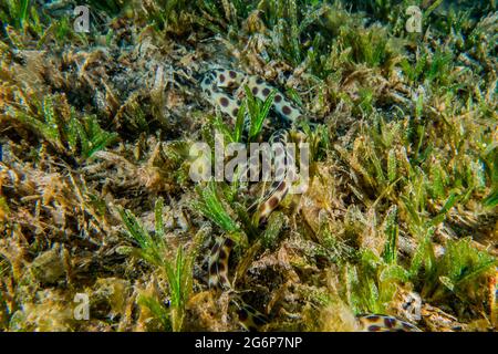 Tiger Snake Eel im Roten Meer bunte und schöne, Eilat Israel Stockfoto