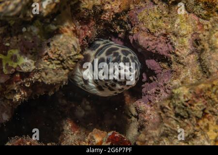 Tiger Snake Eel im Roten Meer bunte und schöne, Eilat Israel Stockfoto