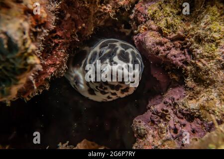 Tiger Snake Eel im Roten Meer bunte und schöne, Eilat Israel Stockfoto