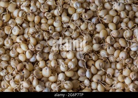 Nahaufnahme von gekeimtem Sorghum (Jowar) oder ägyptischen Hirsekernen . Sorghum ist ein uraltes Getreidekorn, das zur Familie der Grassgewächse Poaceae gehört. Stockfoto