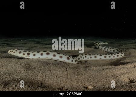 Tiger Snake Eel im Roten Meer bunte und schöne, Eilat Israel Stockfoto