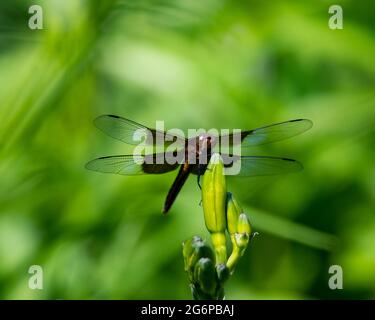 Libellula luctuosa, eine Widow Skimmer-Libelle, auf der Knospe einer Tageslilie im Garten in Speculator, NY, USA Stockfoto