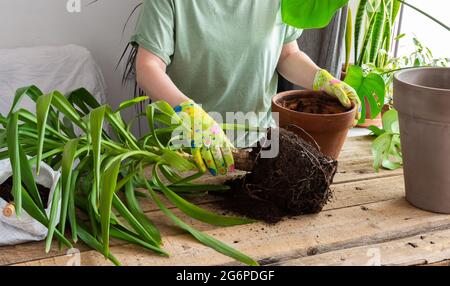 Eine Frau pflanzte eine hausgemachte Yucca-Blume in einen großen Tontopf, einen Holztisch mit Blumen in der Nähe des Fensters Stockfoto