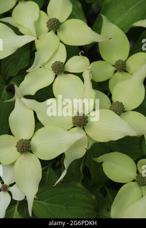 Chinesischer Dogwood blüht in Blüte Stockfoto