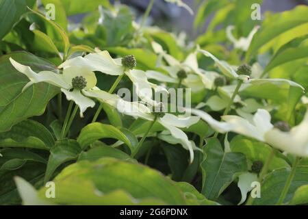 Chinesischer Dogwood blüht in Blüte Stockfoto