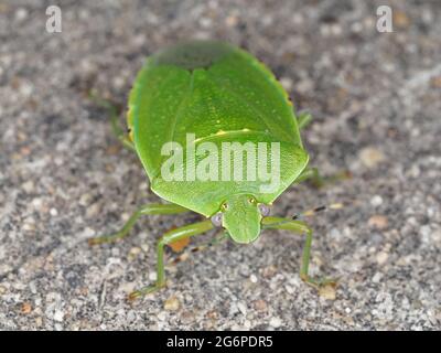 Chinavia hilaris - gewöhnlicher grüner Stinkbug - Makrofotografie Stockfoto