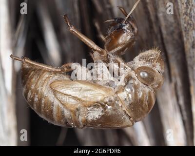 Cicada exoskeleton - Makrofotografie Stockfoto