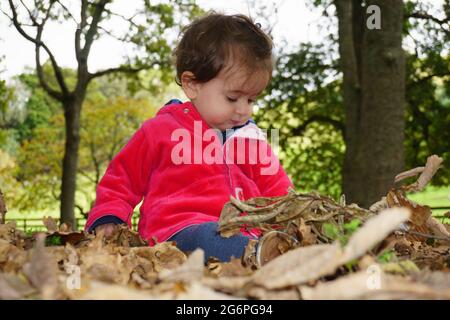 Kleines Kind, das unter Bäumen im Cornwall Park, Auckland, Neuseeland, zwischen Herbstblättern spielt. Stockfoto